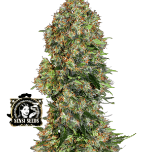 SKUNK#1 - SENSI SEEDS