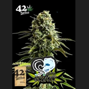 Σπόροι κάνναβης Skunk Auto της FastBuds Originals, αυτοανθιζόμενοι, υψηλής ποιότητας, με γρήγορη ανάπτυξη και σταθερή παραγωγή, ιδανικοί για εσωτερική και εξωτερική καλλιέργεια.