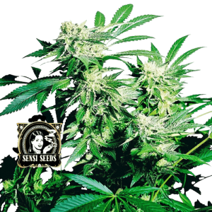 SKUNK KUSH - SENSI SEEDS