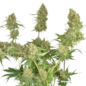 SKYWALKER HAZE DUTCH PASSION