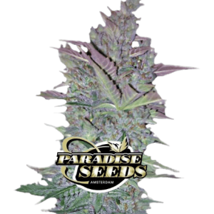 VERTIGO AUTO - PARADISE SEEDS