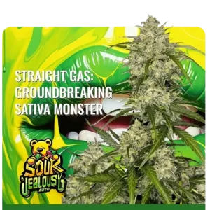 Σπόροι κάνναβης Sour Jealousy Auto της Fast Buds, αυτοανθιζόμενοι, υψηλής ποιότητας, με γρήγορη ανάπτυξη και πλούσια παραγωγή, ιδανικοί για εσωτερική και εξωτερική καλλιέργεια.