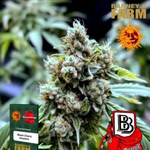 Black Cherry Gushers Barney's Farm