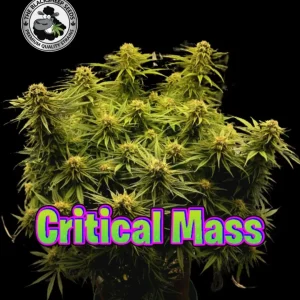 CRITTICAL MASS BLACK SHEEP