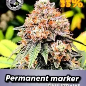 Permanent marker Black sheep