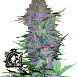 PURPLE SKUNK AUTO SENSI SEEDS