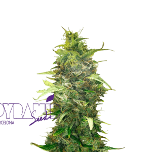 AMERICAN PIE AUTO - PYRAMID SEEDS