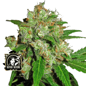 SENSI SKUNK - SENSI SEEDS