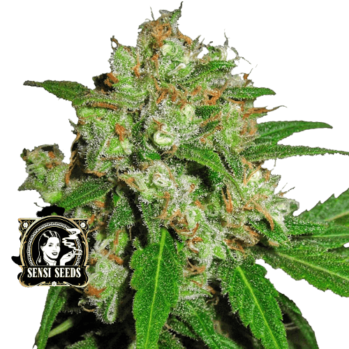 SENSI SKUNK - SENSI SEEDS