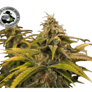 CRITICAL JACK - BLACK SHEEP