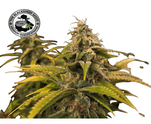 CRITICAL JACK - BLACK SHEEP