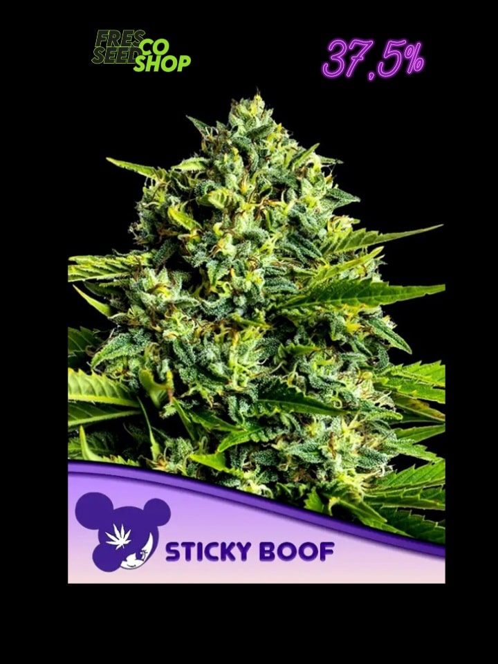 Sticky Boof Anesia seeds