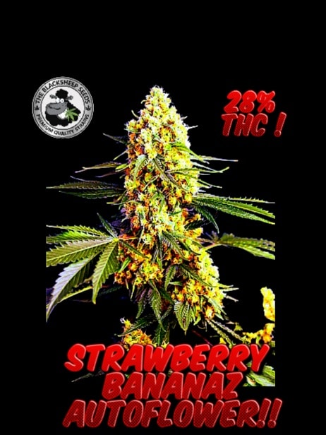 Strawberry Bananaz Auto Black Sheep