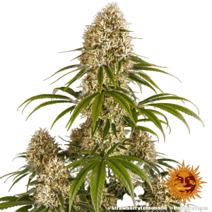 STRAWBERRY LEMONADE BARNEY'S FARM