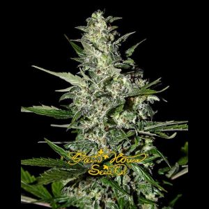 SUPER CRITICAL - GREENHOUSE SEEDS