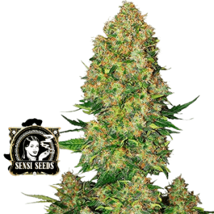 SUPER SKUNK SENSI SEEDS