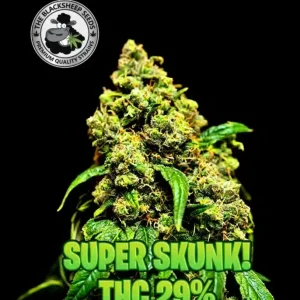 SUPER SKUNK BLACK SHEEP