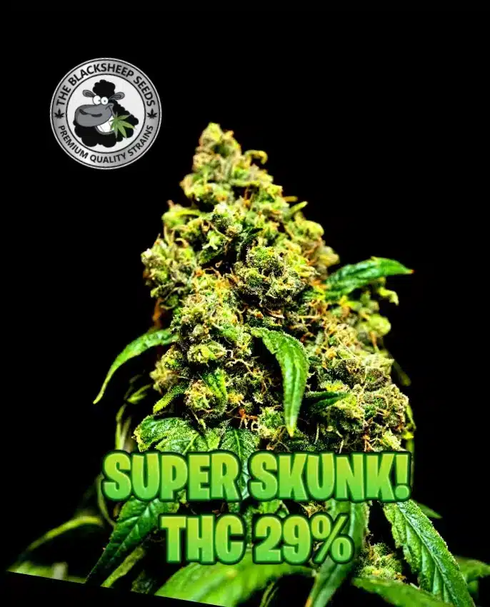 SUPER SKUNK BLACK SHEEP