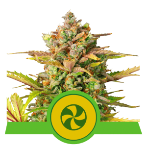 SWEET ZZ AUTOMATIC ROYAL QUEEN