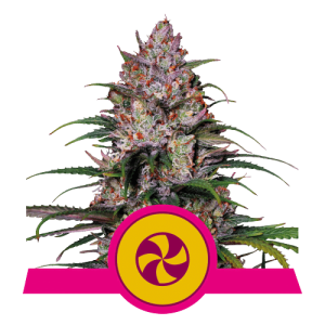 SWEET ZZ - ROYAL QUEEN