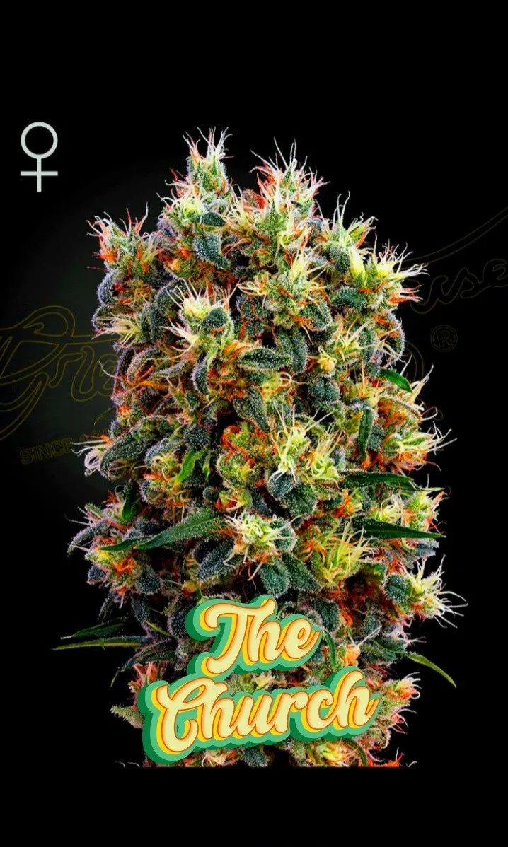 The Church GHSC, ποικιλία κάνναβης με ισχυρό αποτέλεσμα, πλούσια ανθοφορία και έντονα αρώματα.