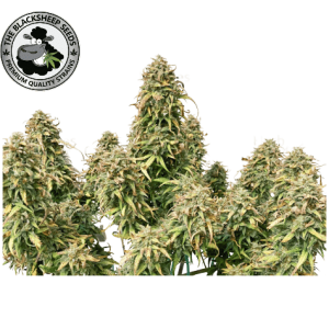 TRAINWRECK AUTO - BLACK SHEEP