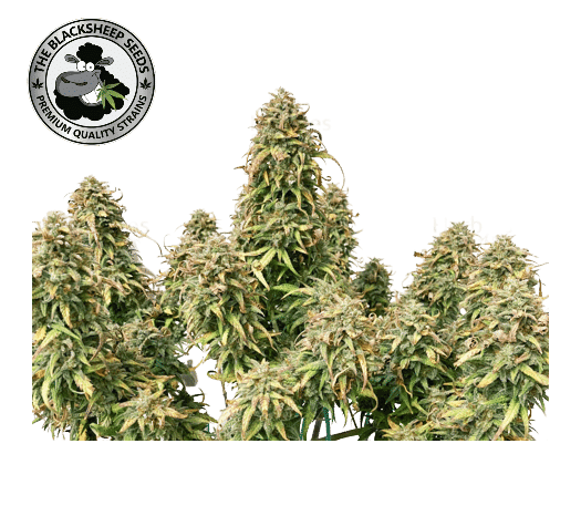 TRAINWRECK AUTO - BLACK SHEEP