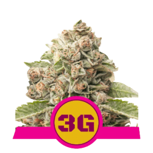 TRIPLE G - ROYAL QUEEN