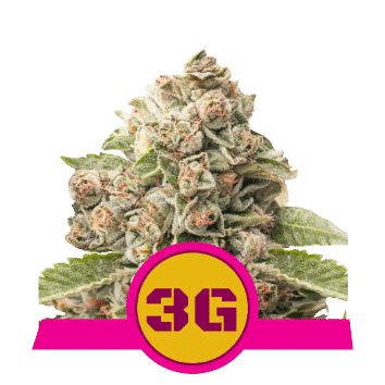 TRIPLE G - ROYAL QUEEN