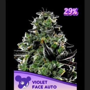 Violet Face Auto Anesia Seeds αυτόματοι σπόροι κάνναβης freshseeds