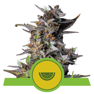 WATERMELON AUTOMATIC ROYAL QUEEN