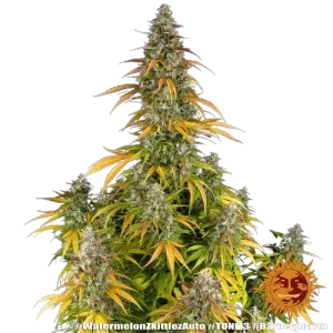 WATERMELON ZKITTLEZ AUTO