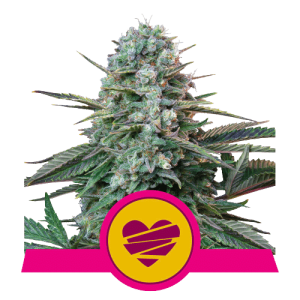 WEDDING CRASHER - ROYAL QUEEN