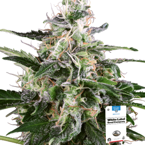 WHITE SKUNK AUTO (WHITE LABEL) - SENSI SEEDS