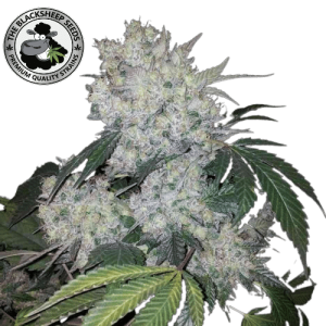 WHITE WIDOW AUTO- BLACK SHEEP