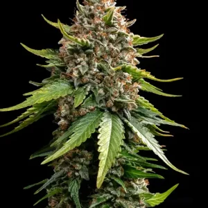 Σπόροι κάνναβης White Widow XXL Auto της Barney’s Farm, αυτοανθιζόμενοι, υψηλής ποιότητας, με αυξημένη παραγωγή και γρήγορη ανάπτυξη, ιδανικοί για εσωτερική και εξωτερική καλλιέργεια.