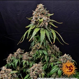 Σπόροι κάνναβης White Widow XXL της Barney’s Farm, υψηλής ποιότητας, με αυξημένη παραγωγή και σταθερή ανάπτυξη, ιδανικοί για εσωτερική και εξωτερική καλλιέργεια.
