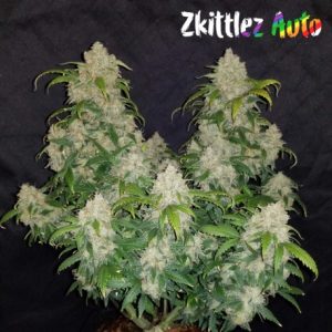 ZKITTLEZ AUTO - LINEAGE GENETICS