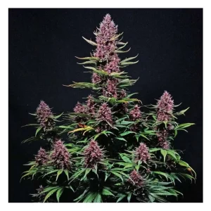 Σπόροι κάνναβης Ztrawberriez Auto της Fast Buds, αυτοανθιζόμενοι, υψηλής ποιότητας, με γρήγορη ανάπτυξη και πλούσια παραγωγή, ιδανικοί για εσωτερική και εξωτερική καλλιέργεια.