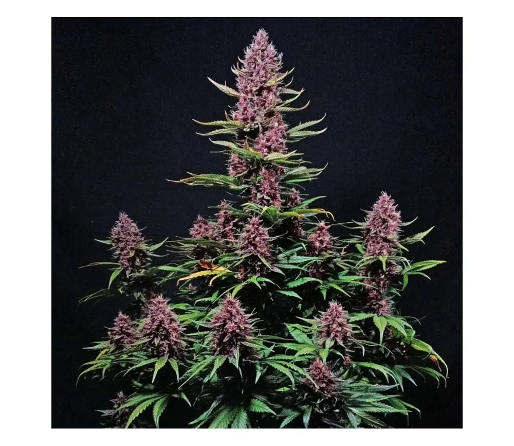 Σπόροι κάνναβης Ztrawberriez Auto της Fast Buds, αυτοανθιζόμενοι, υψηλής ποιότητας, με γρήγορη ανάπτυξη και πλούσια παραγωγή, ιδανικοί για εσωτερική και εξωτερική καλλιέργεια.