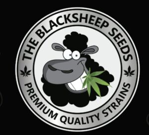 Black Sheep Seeds – Ποιοτικοί σπόροι κάνναβης σε προσιτή τιμή