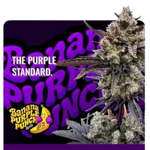 Banana Purple Punch Auto RF3 Fastbuds