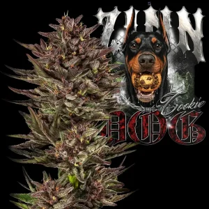 Auto Frosted Zinn x Cookie Dog Barney's Farm