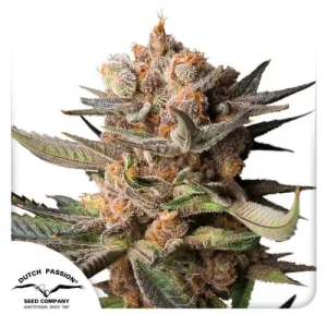 Auto Frozen Biscotti Dutch Passion