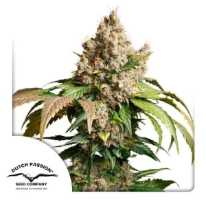 Auto Red Tropicana Cookies Dutch Passion