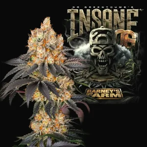 Insane OG - Cypress Hill - Barney’s Farm