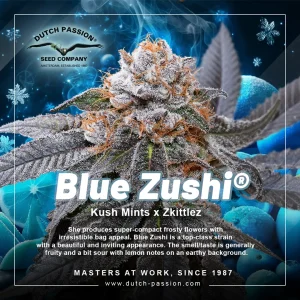 Blue Zushi Dutch Passion
