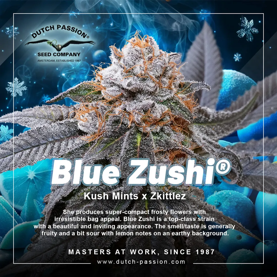 Blue Zushi Dutch Passion