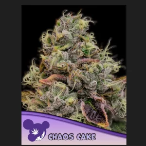 Chaos Cake Anesia Seeds