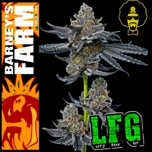 Σπόροι κάνναβης LFG της Barney's Farm για βιολογική καλλιέργεια, υψηλής ποιότητας και αντοχής, ιδανικοί για εσωτερική και εξωτερική καλλιέργεια.